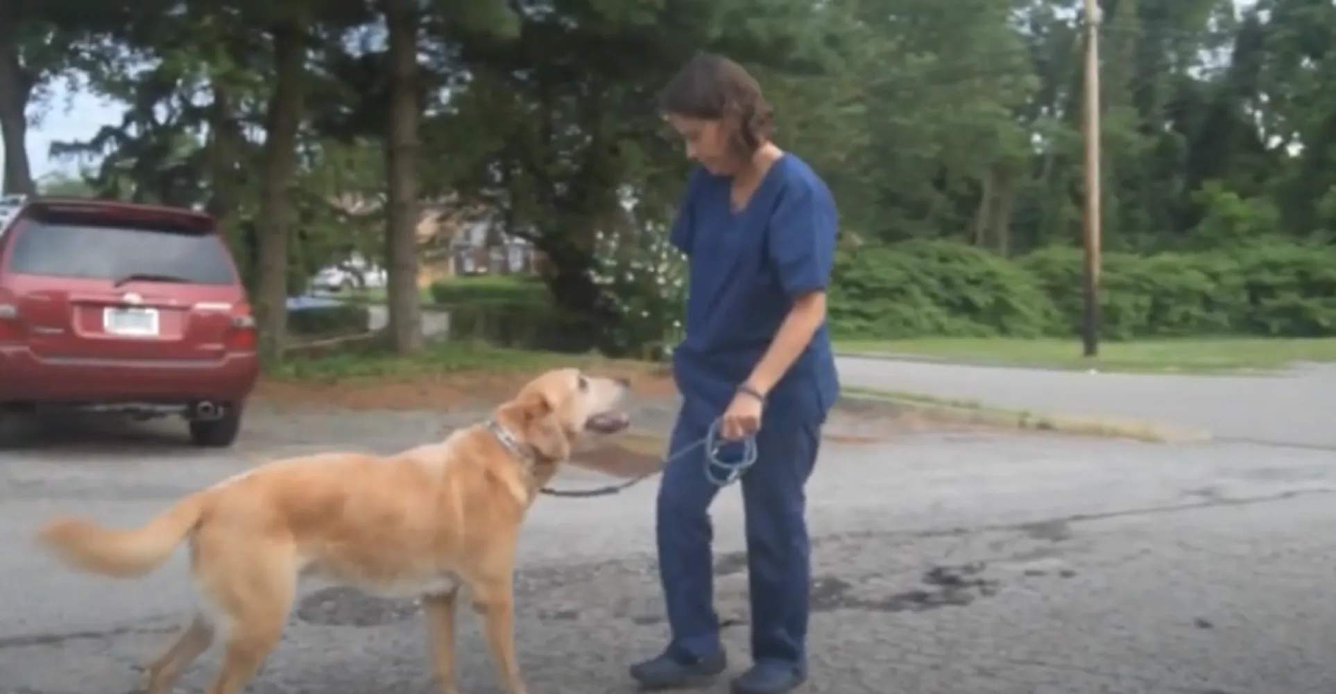 Pittsburgh Premier Veterinary Care Strength Exercises 1